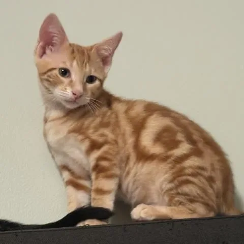A baby medium-sized male Orange & White Domestic Short Hair cat named Elijah for adoption in Beaufort, SC