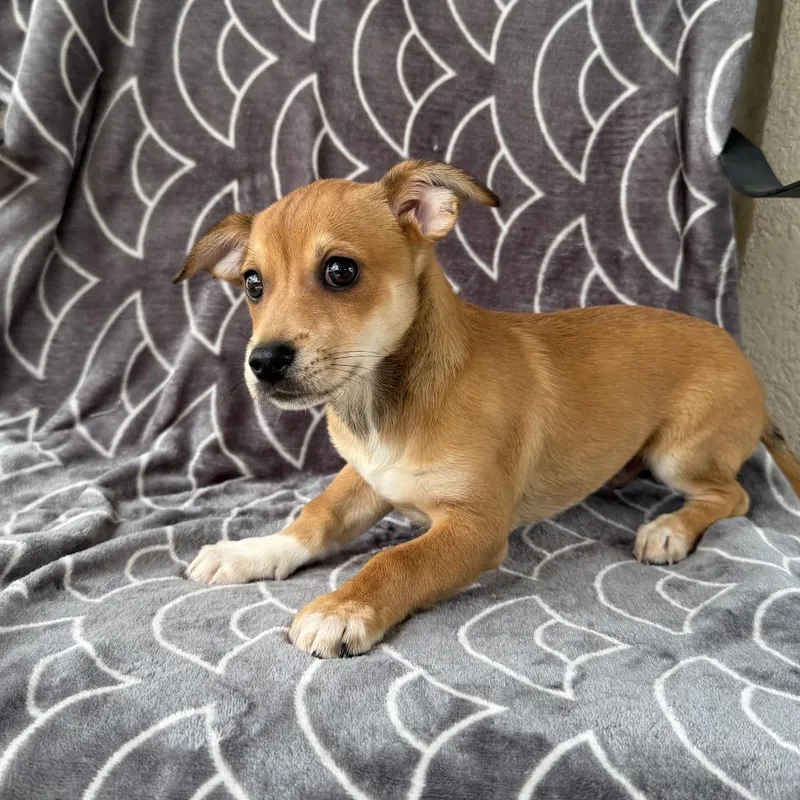 A baby small-sized male Yellow / Tan / Blond / Fawn Terrier dog named Petite Plumber for adoption in Carencro, LA