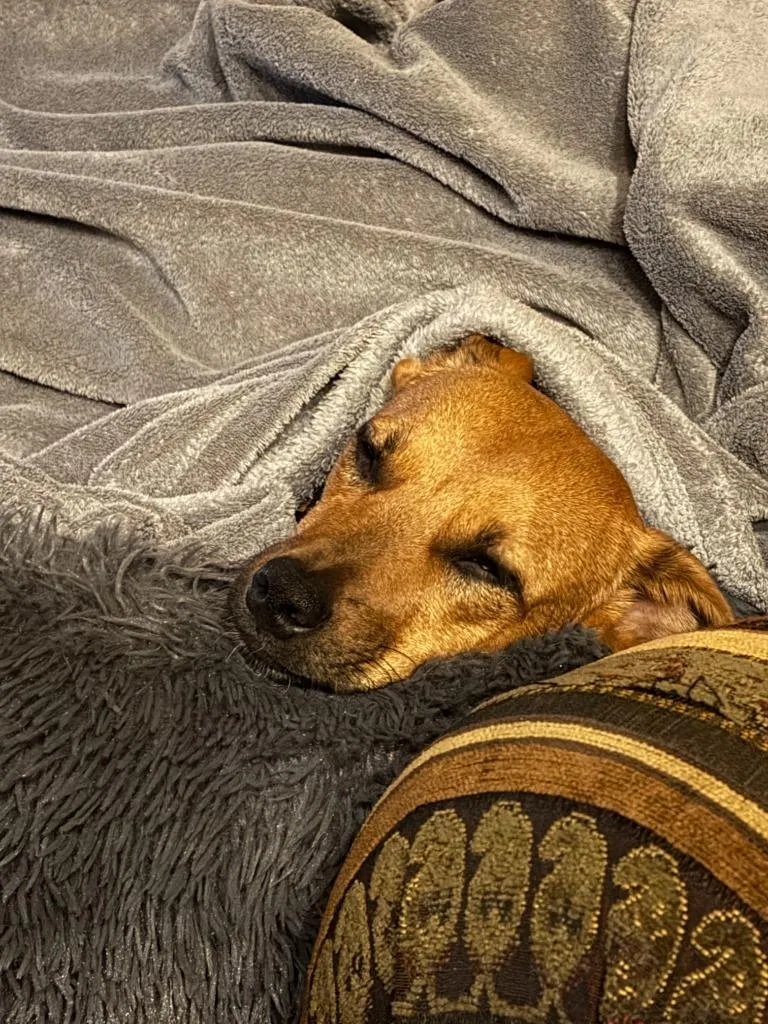 A young medium-sized female Chihuahua dog named Wink for adoption in Salt Lake City, UT