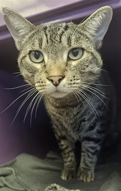 An adult small-sized male Domestic Short Hair cat named Elvis for adoption in Santa Cruz, CA