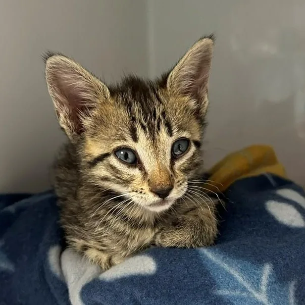 A baby small-sized male Tabby (Brown / Chocolate) Domestic Short Hair cat named Chief for adoption in Margate, FL