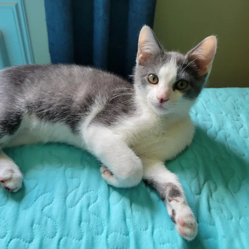 A baby small-sized male Gray / Blue / Silver Domestic Short Hair cat named Socks for adoption in Hopkinton, MA