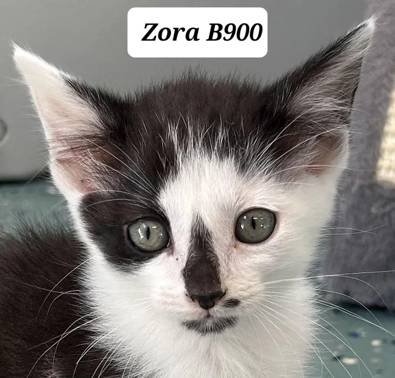A baby medium-sized female Black Domestic Short Hair cat named Zora for adoption in Morganton, NC