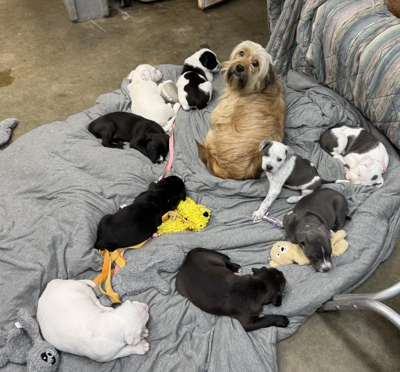 Truffles Buckaroo thumbnail 3