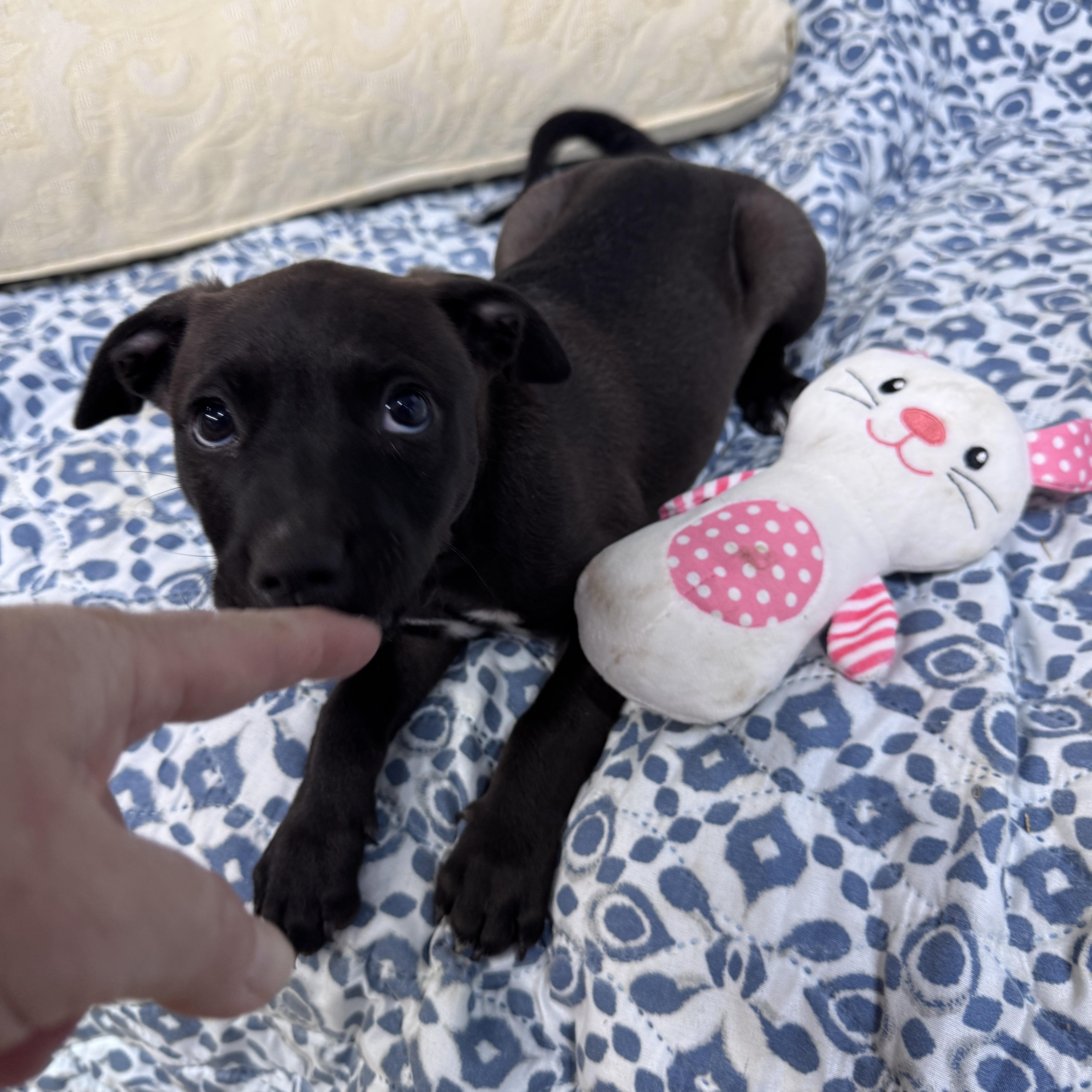 Truffles Buckaroo thumbnail 4