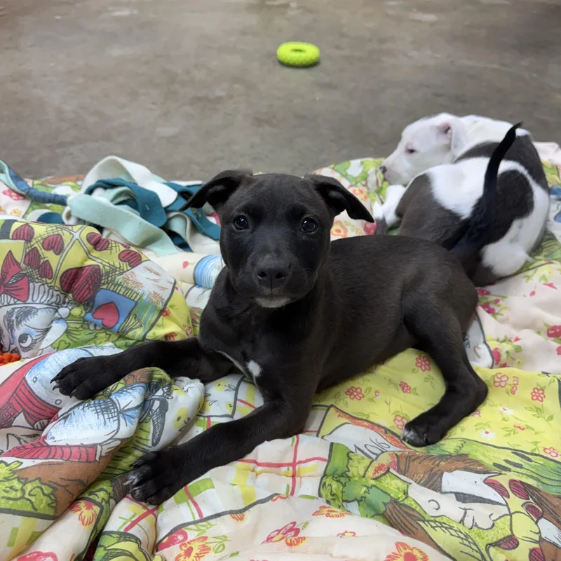 Truffles Buckaroo thumbnail 5