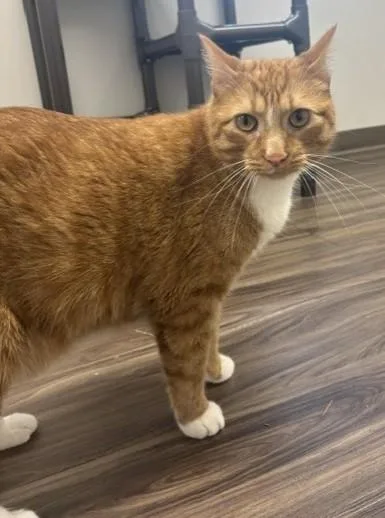 An adult large-sized male Orange & White Domestic Short Hair cat named Lex for adoption in Pella, IA