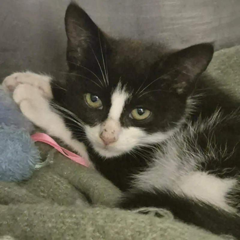 A baby small-sized female Black Domestic Short Hair cat named Sandman for adoption in Troy, VA
