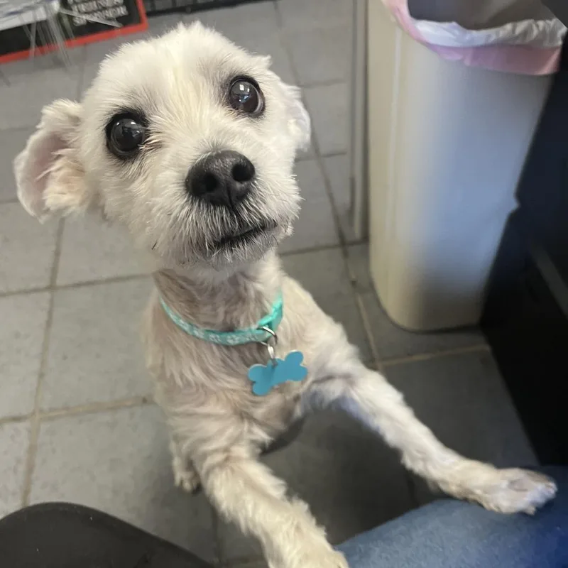 An adult small-sized male Maltese dog named Benji for adoption in Owosso, MI