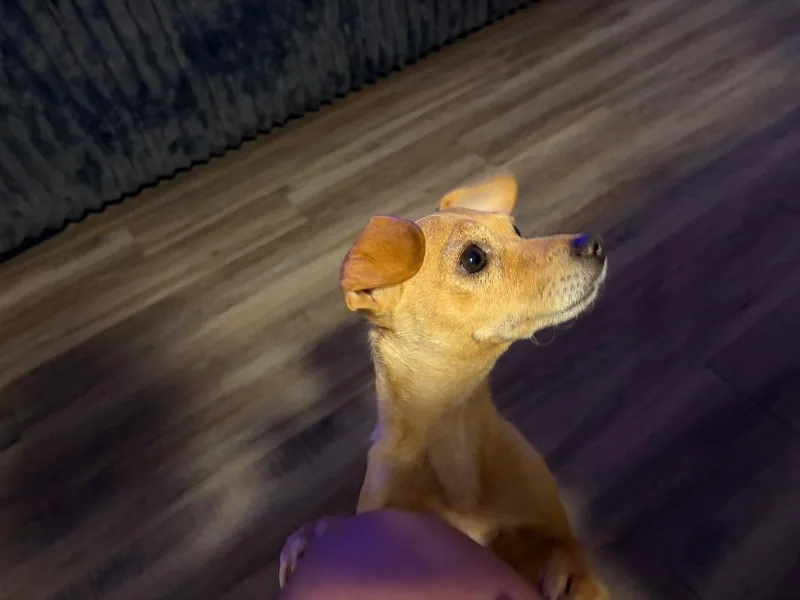 An adult small-sized female Chihuahua dog named Zoey for adoption in Mustang, OK