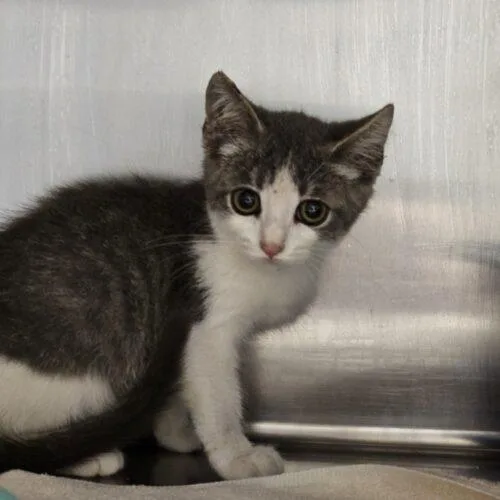 A baby small-sized male White Domestic Short Hair cat named Hamlet for adoption in Burlington, IA