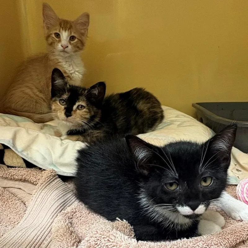 A baby small-sized female Black Domestic Short Hair cat named Meg for adoption in East Hanover, NJ