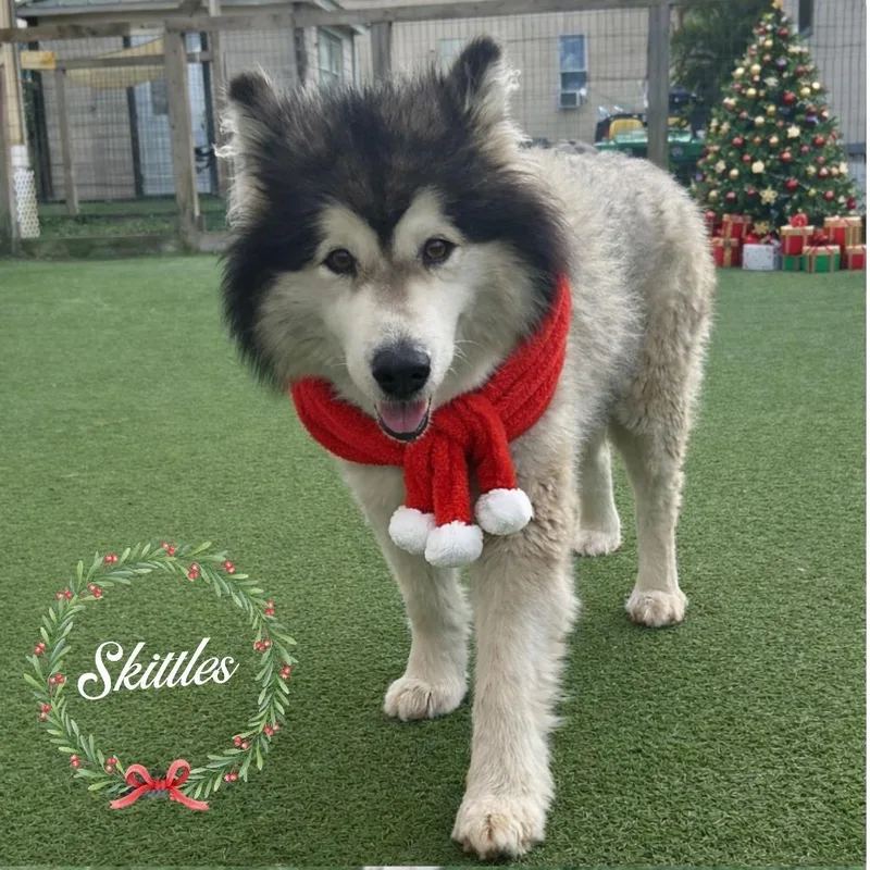 Skittles thumbnail 3