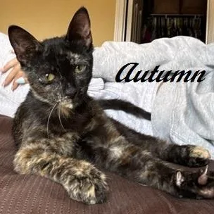 Autumn  ready to