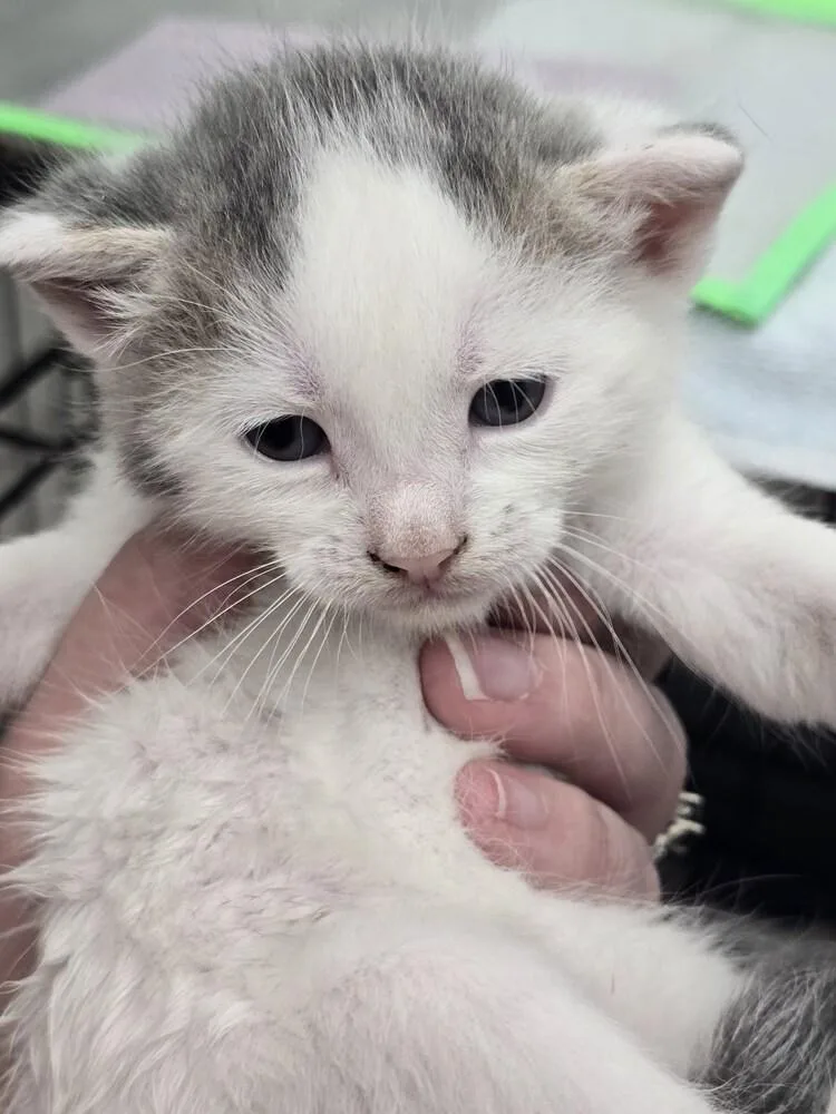 A baby small-sized male Gray & White Domestic Short Hair cat named Carmen for adoption in Evansville, IN