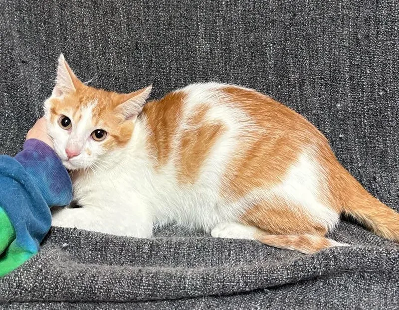 A young medium-sized male Tabby (Orange / Red) Domestic Short Hair cat named Gus for adoption in Waterloo, IA
