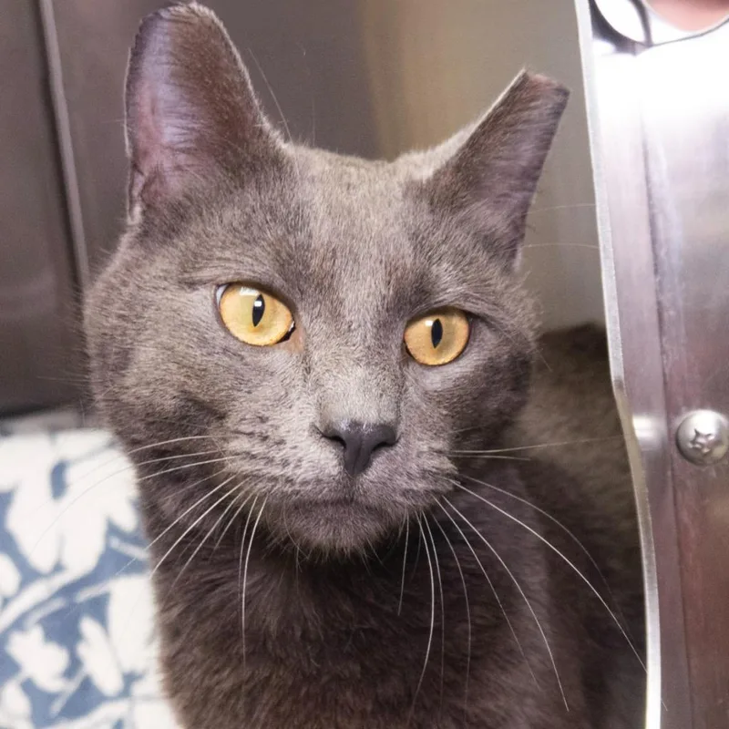 A young medium-sized male Domestic Short Hair cat named J Rock for adoption in Shoreline, WA