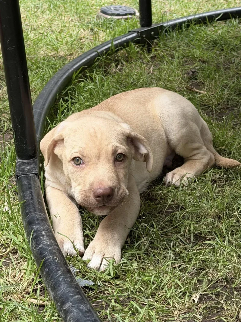 A baby medium-sized male Apricot / Beige American Bully dog named Finn for adoption in tracy, CA