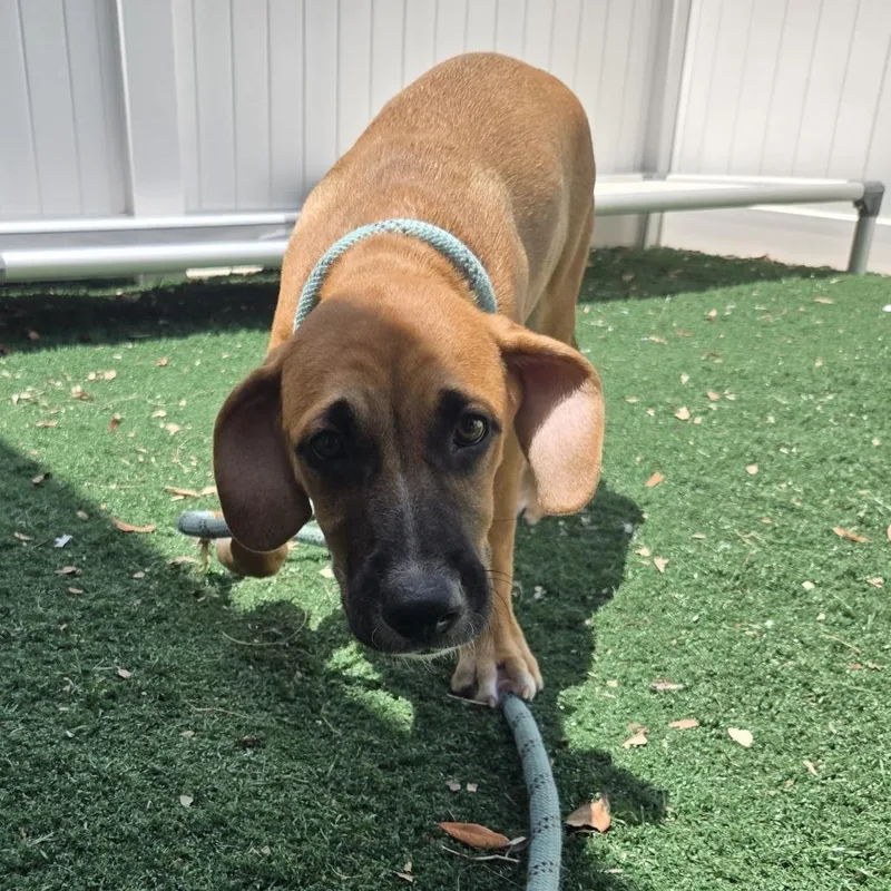 A baby medium-sized female Brown / Chocolate Mixed Breed dog named Slay for adoption in Naples, FL