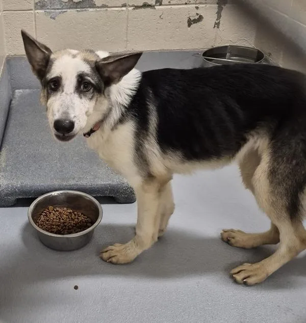 A young medium-sized female Shepherd dog named Pen for adoption in Lawrenceville, GA