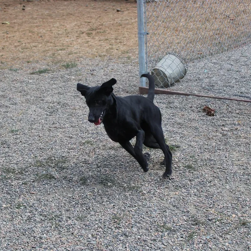 A young large-sized male Black Labrador Retriever dog named Buzz for adoption in Weaverville, CA
