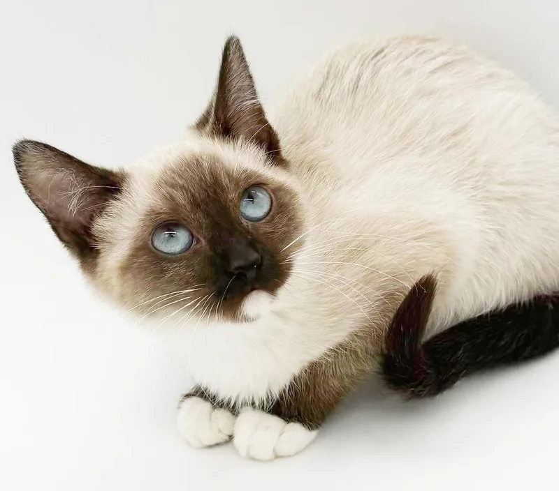 A baby small-sized female Seal Point Siamese cat named Toffee is a rare for adoption in Bedford Hills, NY
