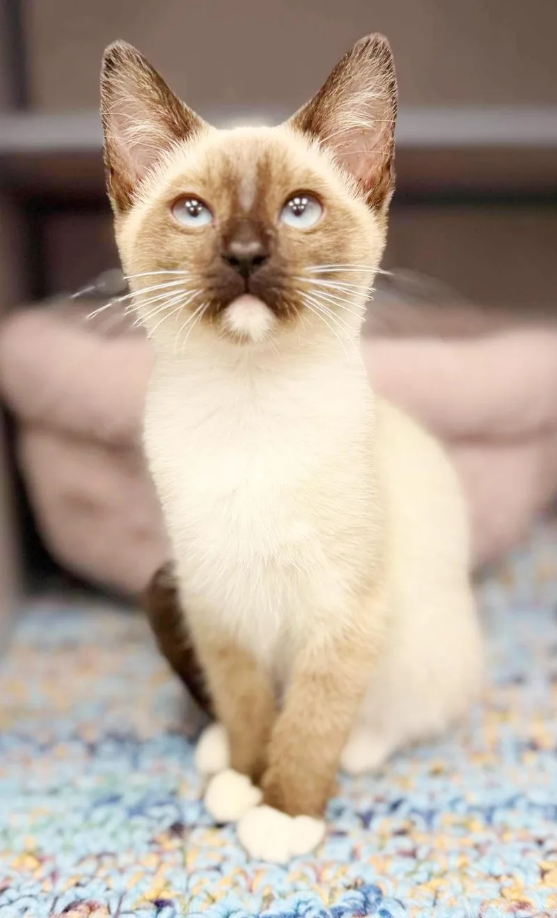 Toffee is a rare thumbnail 4