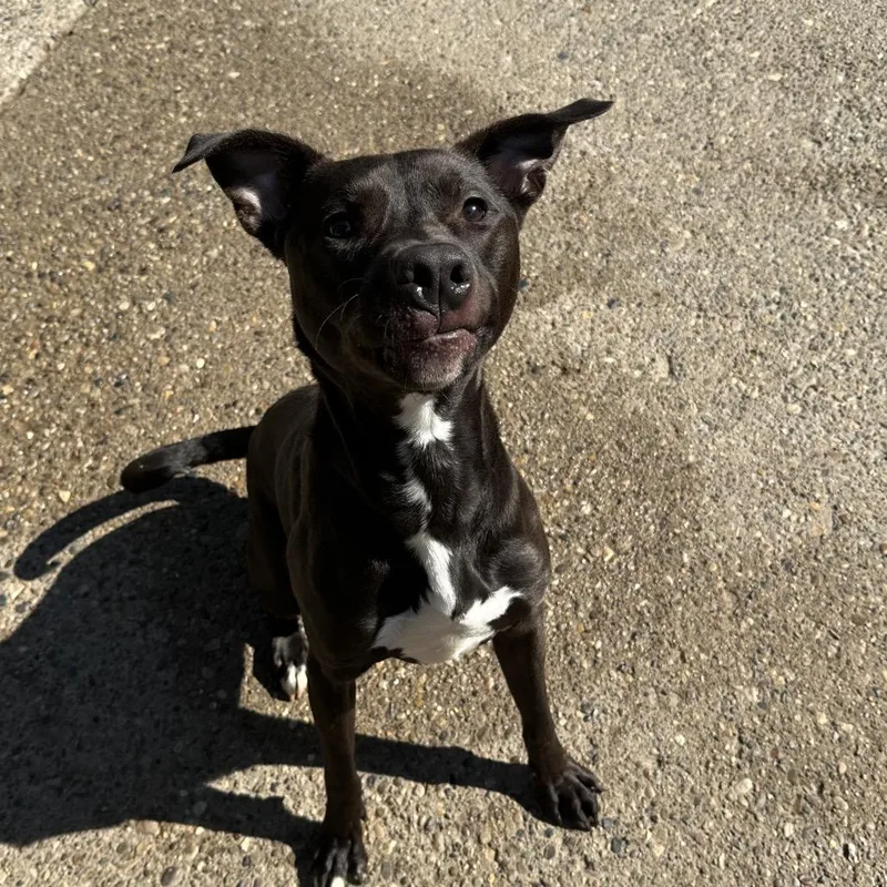 An adult medium-sized male Black Mixed Breed dog named Les for adoption in Charleston, WV