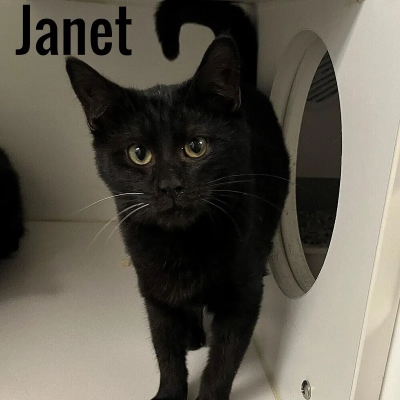 A young medium-sized female Black Domestic Short Hair cat named Janet for adoption in Pleasantville, NJ