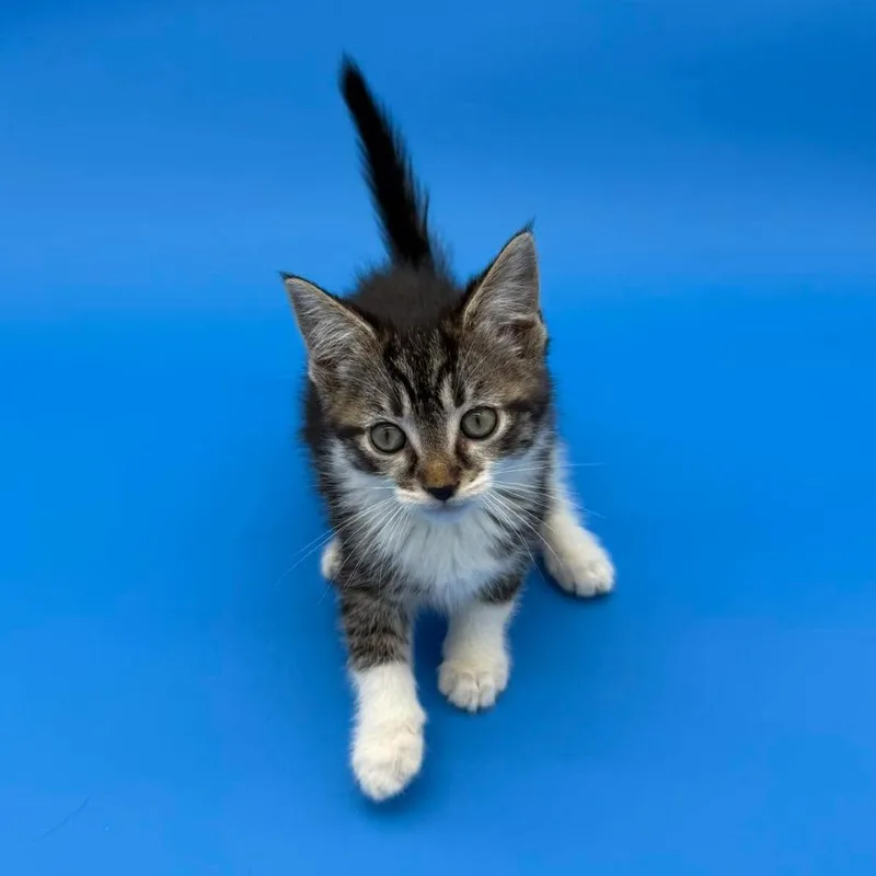 A baby small-sized female Brown / Chocolate Domestic Short Hair cat named Rumpelstiltskin for adoption in Plainfield, IL