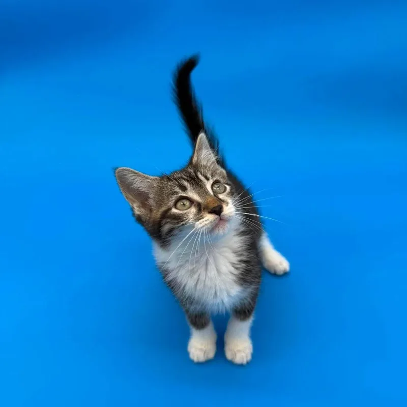 Rumpelstiltskin thumbnail 4