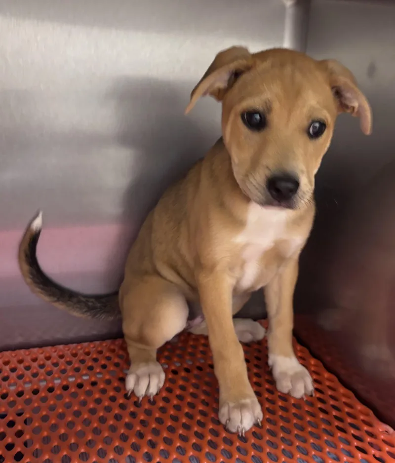 A baby medium-sized male Yellow / Tan / Blond / Fawn Labrador Retriever dog named David for adoption in Watertown, CT