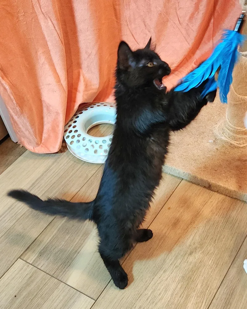 A baby large-sized male Black Domestic Short Hair cat named Lil Smokey and Piebaby for adoption in Seattle, WA