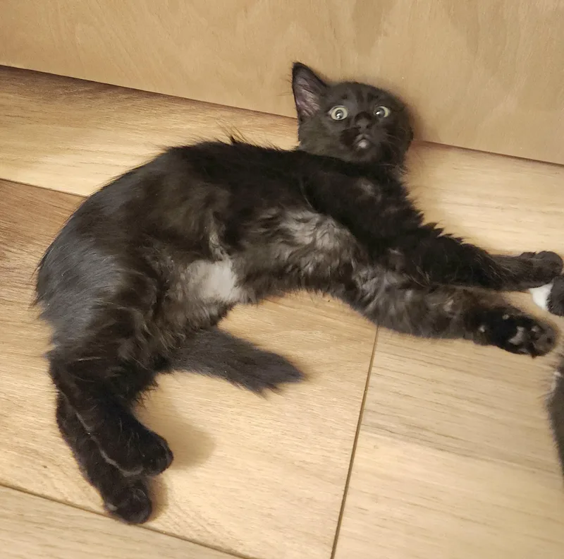 Lil Smokey and Piebaby thumbnail 2