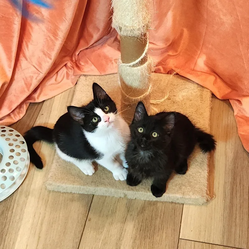 Lil Smokey and Piebaby thumbnail 6