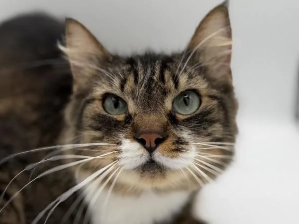 An adult small-sized female Domestic Medium Hair cat named Astrid for adoption in Portland, OR