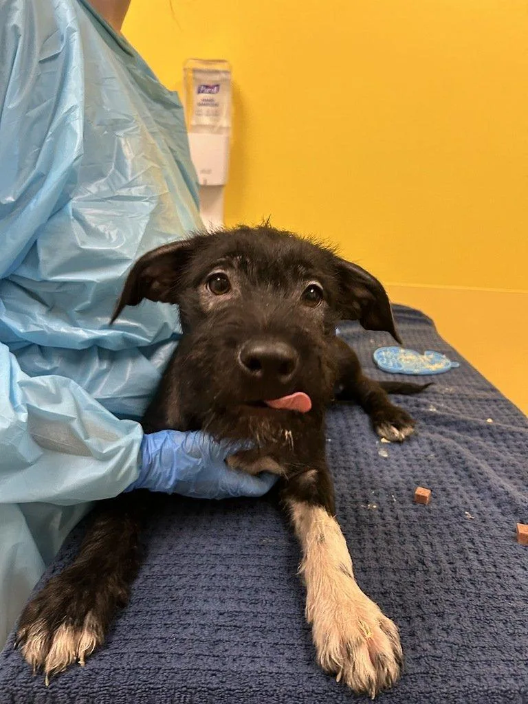 A baby small-sized male Black Mixed Breed dog named Paco for adoption in Raleigh, NC