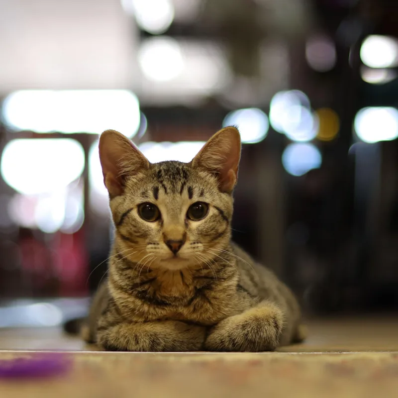 A baby medium-sized male Tabby (Brown / Chocolate) Domestic Short Hair cat named Meenie for adoption in Owatonna, MN