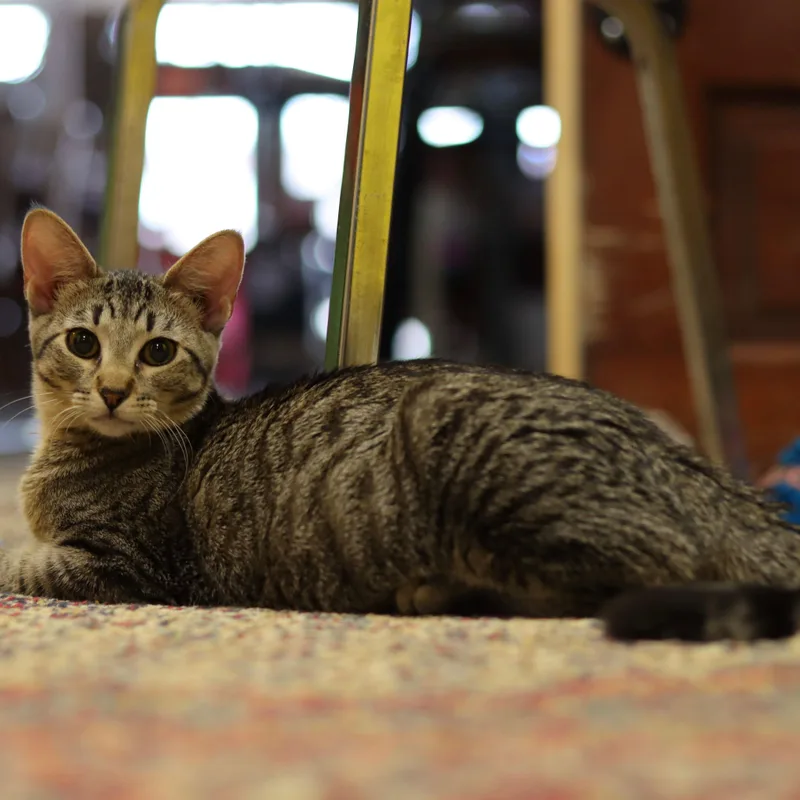 Meenie thumbnail 4