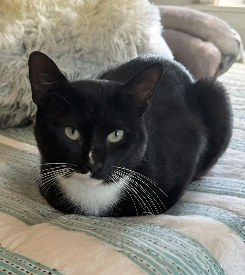 A young medium-sized male Black & White / Tuxedo Tuxedo cat named Dude for adoption in Spring City, PA