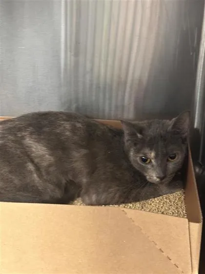 An adult small-sized female Domestic Short Hair cat named Nala for adoption in West Chester, PA