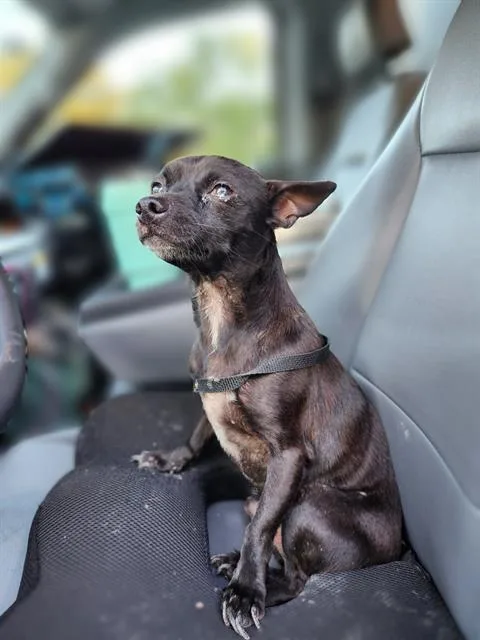 An adult small-sized male Chihuahua dog named Ozzy for adoption in San Antonio, TX