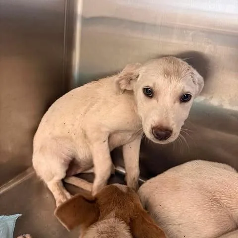 A baby small-sized female White / Cream Cattle Dog dog named Blur for adoption in Austin, TX