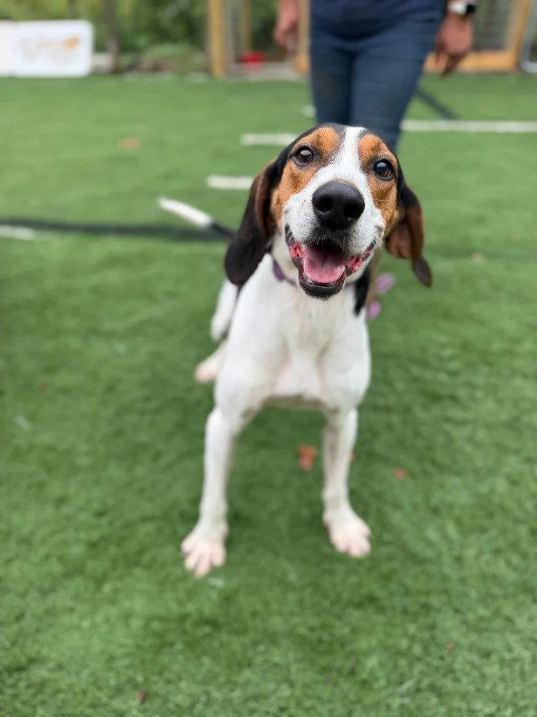 An adult large-sized male Hound dog named Ford for adoption in Lovingston, VA