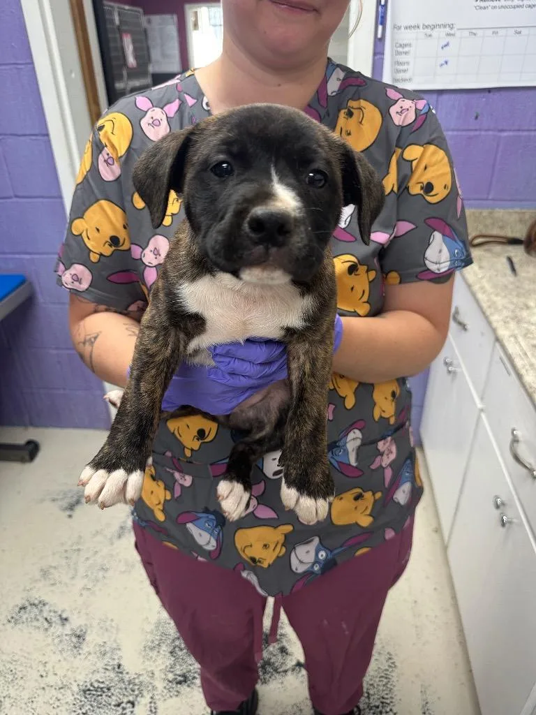 A baby medium-sized female Shar-Pei dog named Monigue for adoption in Lavonia, GA