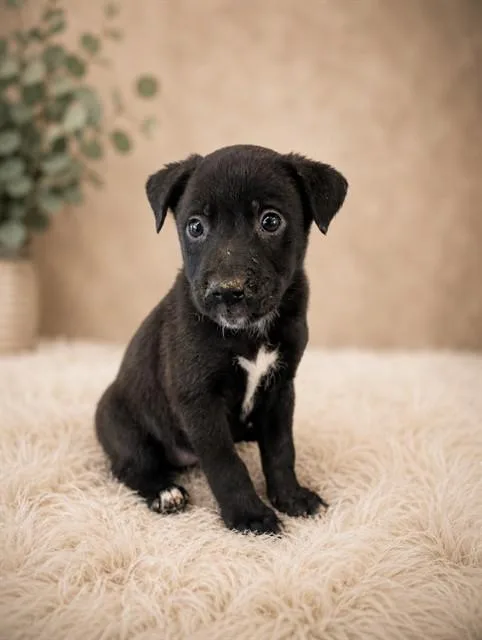A baby small-sized female Pit Bull Terrier dog named Shenzi for adoption in Riverside, CA