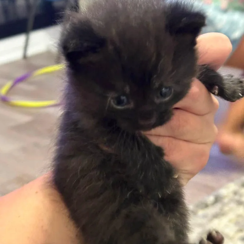 A baby small-sized female Black Domestic Short Hair cat named Ember for adoption in Jasper, IN