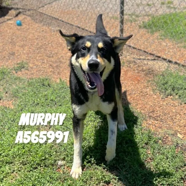 A young medium-sized male German Shepherd Dog dog named Murphy for adoption in Huntsville, AL