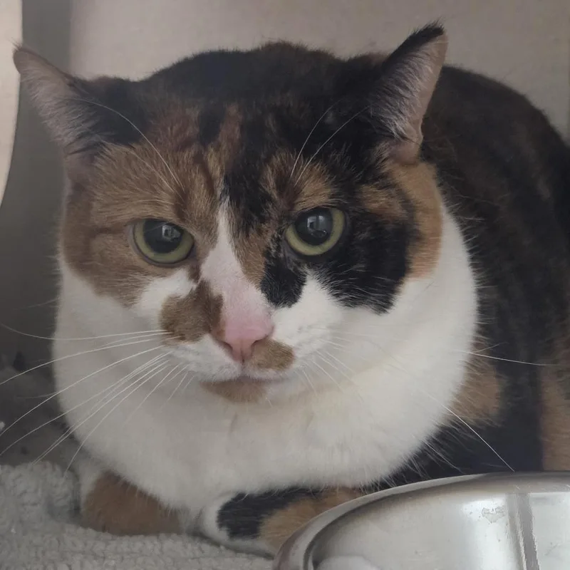 An adult medium-sized female Orange / Red Domestic Short Hair cat named Jalapeno for adoption in Durango, CO