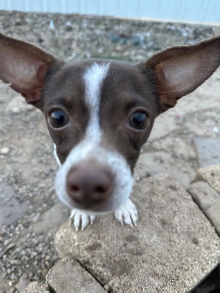 Bradley Jr thumbnail 2